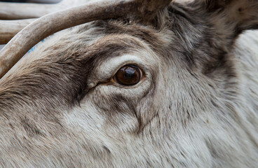 Reindeer head with eye in Norway.