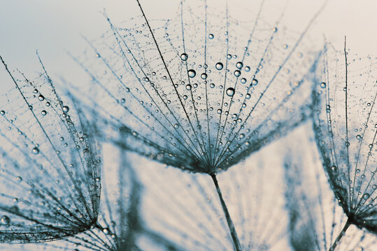 Fototapeta Dmuchawiec w kroplach wody, tapeta. 