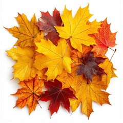 Obraz premium autumn themed compositions - isolated bouquets of natural leaves, single maple leaves, abstract pile of maple leaves of yellow, orange, red colors background. generative ai
