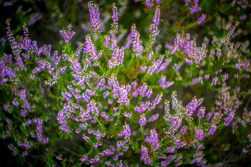 Closeup shot of purple heather (Calluna vulgaris) in bloom