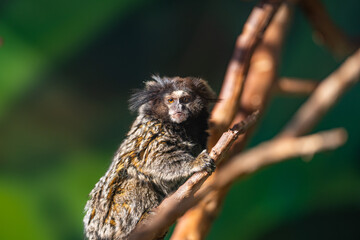Common marmoset (Callithrix jacchus) , Sagui-de-tufo