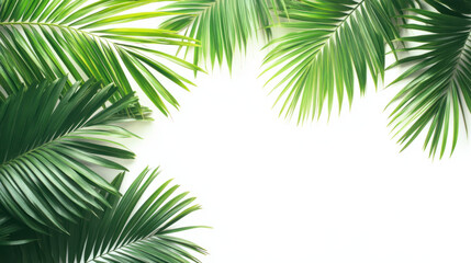 Coconut Palm Leaves,  Vibrant green coconut palm leaves displayed against a clean white background, perfect for tropical themes and nature-related projects