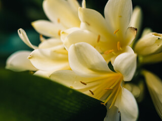 Obraz premium Clivia plant