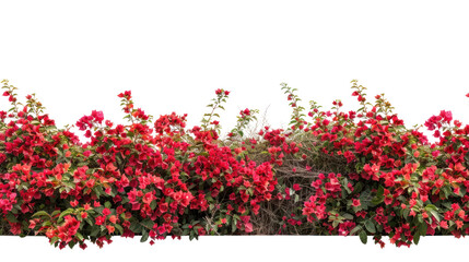 PNG Vibrant red floral hedge outdoors