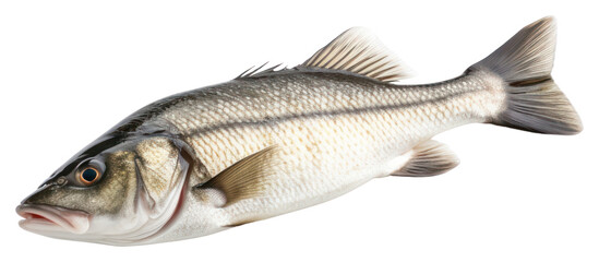 Obraz premium PNG Seafood animal fish freshness.