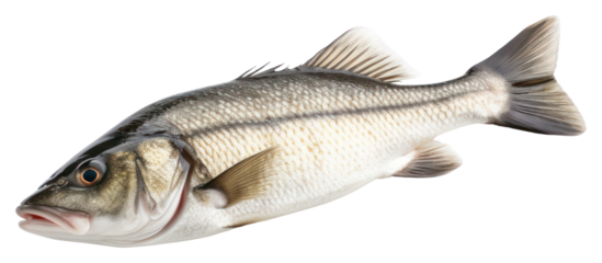 PNG Seafood animal fish freshness.