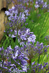 Closeup of a bed of Agapanthus flowers, Derbyshire England
