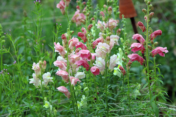 Macro image of Snapdragon plants, Derbyshire England
