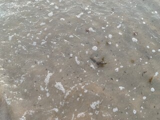 Shore with sea waves, stones, algae and fine sand