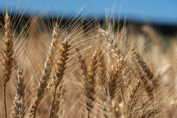 yellow wheat field in summer time .