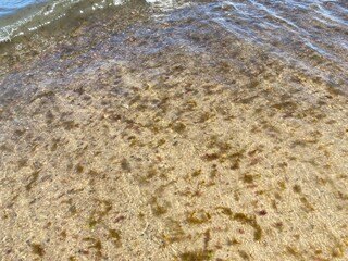 Shore with sea waves, stones, algae and fine sand