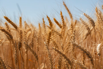 Fototapeta premium yellow wheat field in summer time .