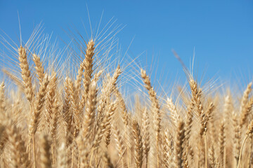 yellow wheat field in summer time .