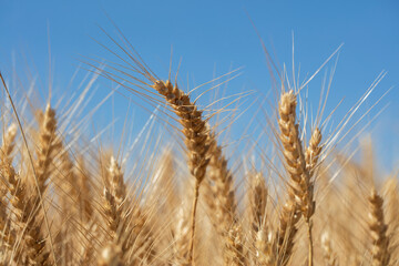 yellow wheat field in summer time .