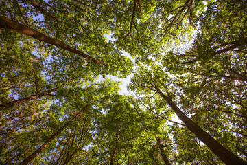 green trees in forest