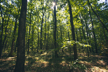 green forest in summer time