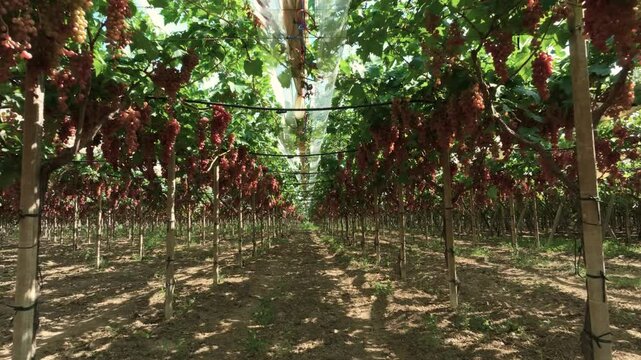 Red table grapes flowing forward under an awning