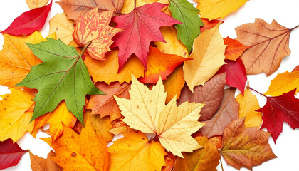 Fototapeta premium Pile of Autumn Colored Leaves Isolated on White Background