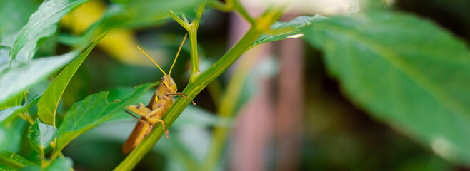 Panorama side view rufous grasshopper or Gomphocerippus on pepper plant at backyard garden, Dallas, Texas, medium-sized, broad, brown, short-horned insect with clubbed antennae tipped pale color © trongnguyen