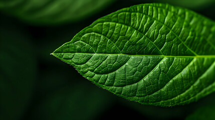 Close Large Green Leaf