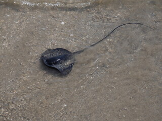 newborn ray on the beach