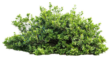 Obraz premium PNG Lush green bush isolated