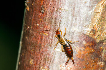 Der Gemeine Ohrwurm (Forficula auricularia)