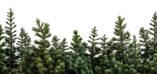 PNG Lush evergreen forest treetops background