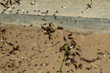 Wiesenameise oder Gelbe Wiesenameise ( Lasius flavus ) im Garten
