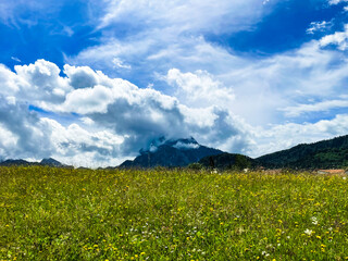 field of grass and sky