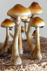 Psilocybe cubensis psychedelic mushrooms growing on mycelium block. 