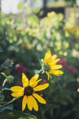 光に包まれるサンフィニティの黄色い花