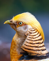 Golden Pheasant (Chrysolophus pictus) ♂, Fais&atilde;o-dourado