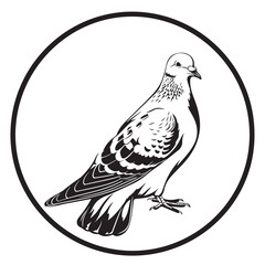 Pigeon Vector Images . illustration of a Pigeon isolated on white background.