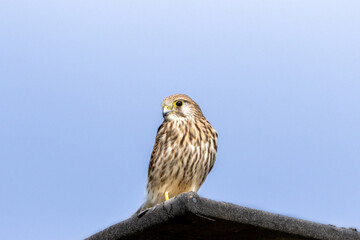 Turmfalke (Falco tinnunculus) auf dem Ansitz