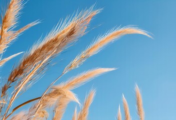 Fototapeta premium Pampas Grass Against a Blue Sky.