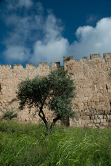 Green olive trees growing beside the ancient stone walls and ramparts of the Old City of Jerusalem, Israel. © Yehoshua Halevi