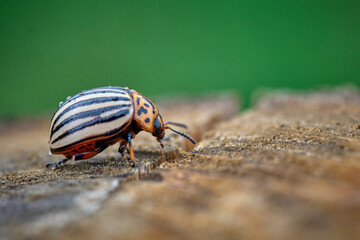Kartoffelkäfer ( Leptinotarsa decemlineata ).
