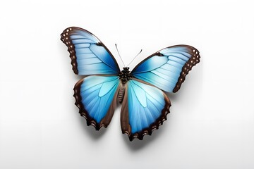 Obraz premium A blue morpho butterfly with iridescent wings spread wide on a white background, AI Generated