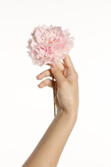 Female hand holding a Peony pink flower, close up.