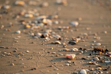 Selective focus of white shells.Many are on the beach.