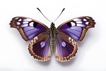 Fototapeta premium A purple emperor butterfly with rich violet wings on a white background, AI Generated