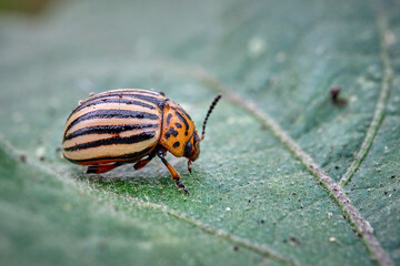 Kartoffelkäfer ( Leptinotarsa decemlineata ).