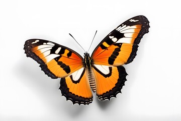 Fototapeta premium A striking tiger butterfly with bold black and orange stripes on a white background, AI Generated
