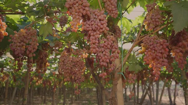 Red table grapes under an awning