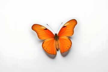A vibrant orange julia butterfly with wings spread wide on a white background, AI Generated