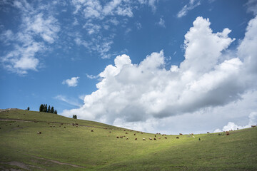 The Blue Sky and White Clouds of Xinjiang Grassland