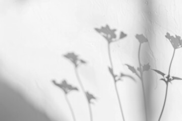 PNG  Shadowy floral silhouettes on wall