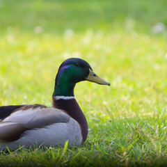Duck