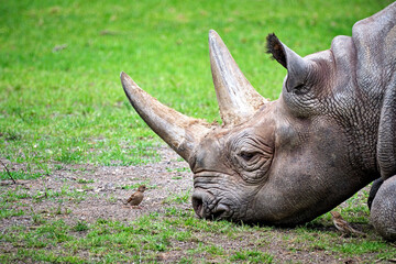 Fototapeta premium Ostafrikanisches Spitzmaulnashorn ( Diceros bicornis michaeli ).